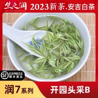 【2023年新茶】竺之潤正宗安吉白茶250克明前精品開園頭采B小嫩芽