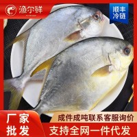 咨詢 客服 手機(jī) 下單 采購車 意見 反饋 特大金鯧魚批發(fā)鮮活冷