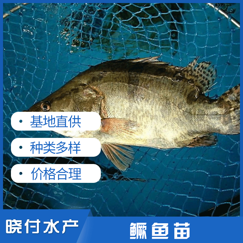 鱖魚苗桂魚苗曉付魚苗優(yōu)質(zhì)鱖魚苗主圖