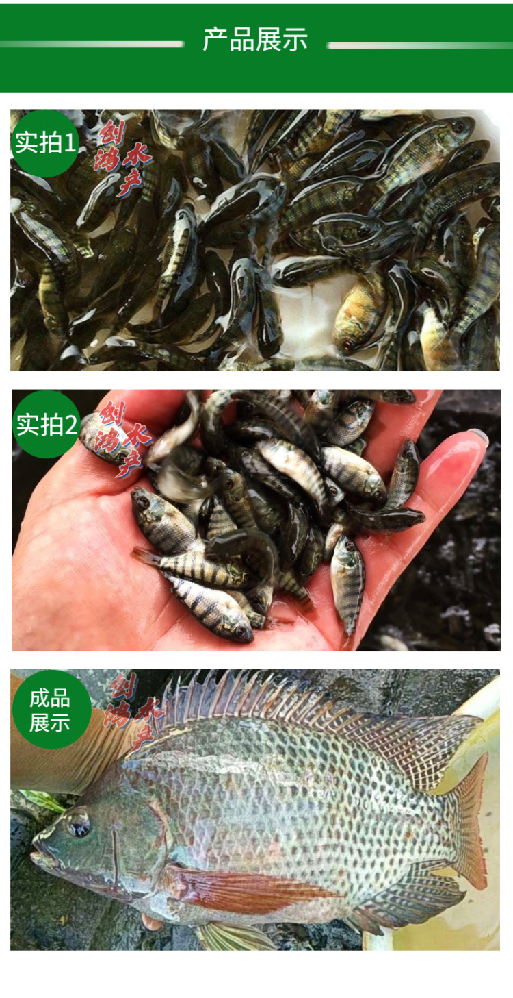 新作詳情頁2羅非魚苗-6