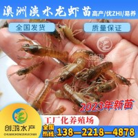 【2023年新苗】澳洲淡水小龍蝦苗 藍(lán)色澳蝦苗 觀(guān)賞魚(yú) 淡水龍蝦苗