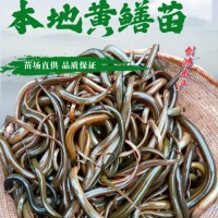 【2023年新苗】?jī)?yōu)質(zhì)黃鱔苗 花鱔苗 黃鱔魚苗 稻田養(yǎng)殖 養(yǎng)殖包銷