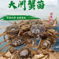 2023新苗 大閘蟹苗 中華絨螯蟹苗 淡水養(yǎng)殖 養(yǎng)殖包銷 稻田養(yǎng)殖