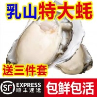 順豐包郵乳山生蠔新鮮乳山帶殼牡蠣特大肥海蠣子海鮮貝類水產(chǎn)批發(fā)