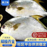 新鮮金鯧魚鮮活冷凍特大鯧鳊魚金昌魚海魚鮮活海鮮平魚白鯧冰鮮