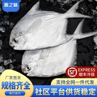 新鮮銀鯧魚海捕平魚深海鮮活白鯧魚大號(hào)海鮮水產(chǎn)昌魚新鮮水產(chǎn)非金