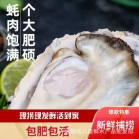 青島發(fā)貨生蠔產(chǎn)地批發(fā)海鮮鮮活水產(chǎn)海蠣子帶殼牡蠣生蠔