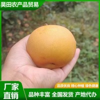 精品秋月梨 汁水充盈 肉質(zhì)細脆 果實略呈扁形 果形端正 昊田農(nóng)產(chǎn)品貿(mào)易