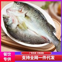 開背鱸魚深海七星鱸魚去鰓去鱗去內(nèi)臟凈魚生鮮魚類海鮮水產(chǎn)批發(fā)