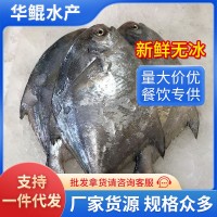 新鮮海捕銀鯧魚舟山鯧魚深海魚速凍海鮮水產(chǎn)燒烤食材廠家直銷批發(fā)