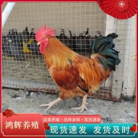 半斤大純種九斤紅活苗大紅公雞活體雞苗紅玉380雞苗脫溫小雞幼崽