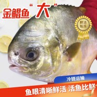 大號鯧魚鮮活水產(chǎn)金鯧魚活凍生鮮深海白鯧魚海魚肉海昌魚平 批發(fā)