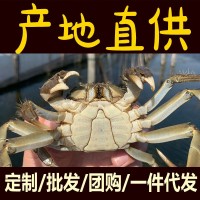 大閘蟹 六月黃 鮮活螃蟹 批發(fā)團購 禮盒包裝 陽澄湖鎮(zhèn)海鮮生鮮代