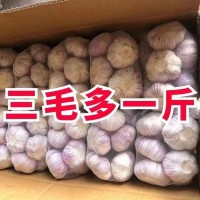 蒜低價(jià)山東紫皮大蒜頭批發(fā)整箱新干1斤5斤10斤新鮮干蒜頭廠(chǎng)家直銷(xiāo)