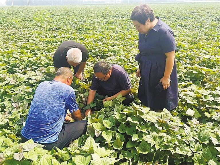 圖為專家們察看甘薯長勢。本報記者 馬越 攝