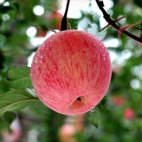 甘肅早熟紅富士蘋果水果新鮮應當季整箱包郵冰糖心脆甜富士丑蘋果