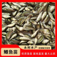 3-4公分優(yōu)質淡水鯽魚苗 中科三號 五號工程鯽苗 異育銀鯽魚