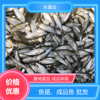 鱖魚成品魚 漁場適用 鮮活優(yōu)質(zhì)水產(chǎn) 基地直發(fā) 就選永盛合