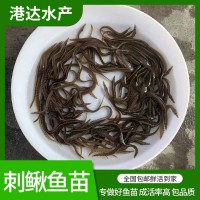 刺鰍魚苗 易成活3-8公分泥鰍魚苗 抗病害淡水鋼鰍苗刀鰍供應