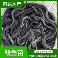 淡水鰻魚苗 易成活白鱔魚苗 港達水產(chǎn)人工養(yǎng)殖河鰻花鰻魚白鰻苗