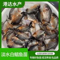 淡水白鯧魚苗 易養(yǎng)殖高成活紅鯧銀鯧魚 短蓋巨脂鯉魚養(yǎng)殖場供應(yīng)