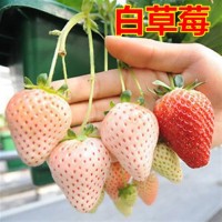 草莓苗盆栽四季結(jié)果奶油草莓南方室內(nèi)爬藤草莓果樹苗大棚種植食用