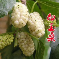 桑葚苗 桑樹(shù)果苗 四季桑果 臺(tái)灣長(zhǎng)果桑 桑樹(shù)苗 南方北方當(dāng)年結(jié)果