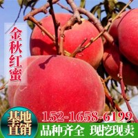 嫁接桃樹(shù)苗金秋紅蜜桃苗晚熟金秋紅蜜桃子樹(shù)苗南方北方種植果樹(shù)苗