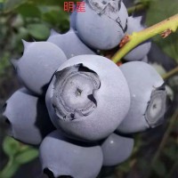 出售地栽藍(lán)莓苗 三年營養(yǎng)缽藍(lán)莓苗 藍(lán)莓苔蘚苗 明星藍(lán)莓兔眼藍(lán)莓