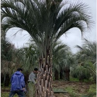 福建布迪椰子報價 千畝布迪椰子產(chǎn)地批發(fā) 歡迎咨詢