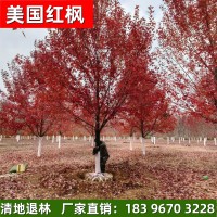 紅楓基地 清地退林 廠家直銷1-30公分 美國紅楓 北美紅楓