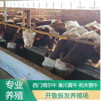 改良肉牛犢 魯西黃牛犢養(yǎng)殖 大量供應 出售 預定 牛源充足