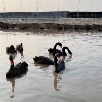 公園觀賞黑天鵝