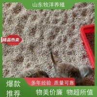 牧洋養(yǎng)殖 動物園細(xì)尾獴觀賞 出售狐獴幼崽 體態(tài)優(yōu)雅易飼養(yǎng)