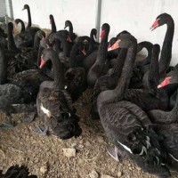 動物園景區(qū)觀賞鴕鳥 生態(tài)養(yǎng)殖澳洲鴕鳥苗 適應性強提供技術(shù)指導