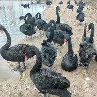 動物園景區(qū)觀賞拍照成年羊駝 動物萌寵幼崽 性格溫馴