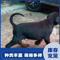 改良育肥杜賓犬 繁殖脫溫護衛(wèi)寵物犬 適應(yīng)能力好