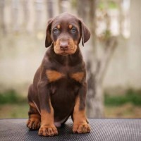 散養(yǎng)成年雙血統(tǒng)杜賓犬 大骨架脫溫寵物犬 行動敏捷