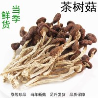 福建茶樹菇代發(fā)干貨不開傘農家特產干茶樹菇新貨批發(fā)香菌菇炒燉湯