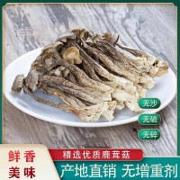 福建古田爆頭鹿茸菇無硫新鮮煲湯脆脆干蘑姑