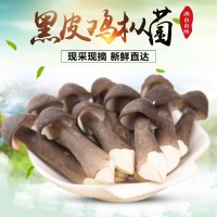 云南特產(chǎn)黑皮雞樅蘑菇新鮮食用菌菇煲湯量大從優(yōu)爽口食用雞樅菌