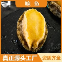 鮮活鮑魚新鮮冷凍鮑魚海鮮水產純肉鮑魚撈汁佛跳墻酒店餐飲食材