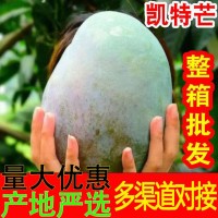 【批發(fā)】四川攀枝花凱特芒 代發(fā)3斤青芒甜糯大臉芒果當季新鮮水果