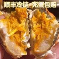 蘇州大閘蟹鮮活特大螃蟹公母蟹禮盒裝海鮮陽(yáng)澄湖鎮(zhèn)紅膏