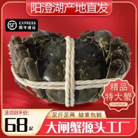 陽(yáng)澄湖鎮(zhèn)鮮活大閘蟹肉嫩黃特大母蟹公蟹足秤螃蟹水產(chǎn)特大特肥螃