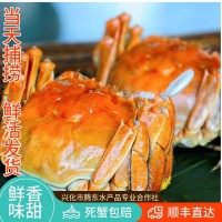 活蟹10只大閘蟹鮮活特大全母螃蟹海鮮水產品興化紅膏大閘蟹2兩母