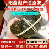 陽(yáng)澄湖鮮活大閘蟹毛蟹采購(gòu)批發(fā)加盟代理湖蟹禮盒包裝含泡沫箱